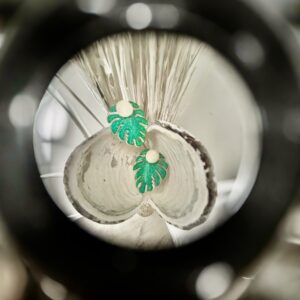 Modelo Mosterra verde